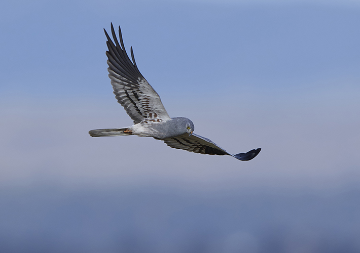 foto noticia Iberdrola colabora en la campaña de salvamento del aguilucho cenizo.